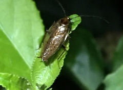 Ectobius lapponicus