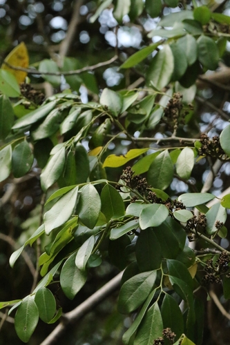 Image of Dalbergia benthamii by no rights reserved
