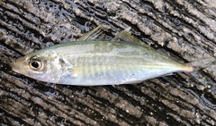 Decapterus muroadsi