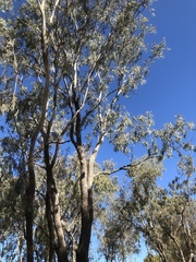 Eucalyptus coolabah