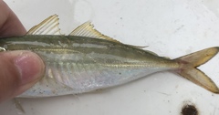 Decapterus muroadsi