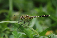 Diplacodes trivialis