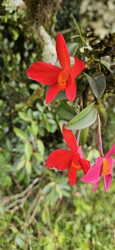 Cattleya acuensis, photograph 2