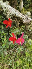 Deonir Geolvane Zimmermann, CC0, iNaturalist via GBIF Cattleya acuensis, photograph Deonir Geolvane Zimmermann, CC0, iNaturalist via GBIF