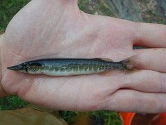 Esox americanus