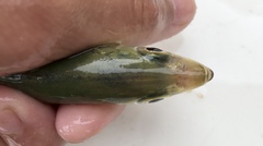 Decapterus muroadsi