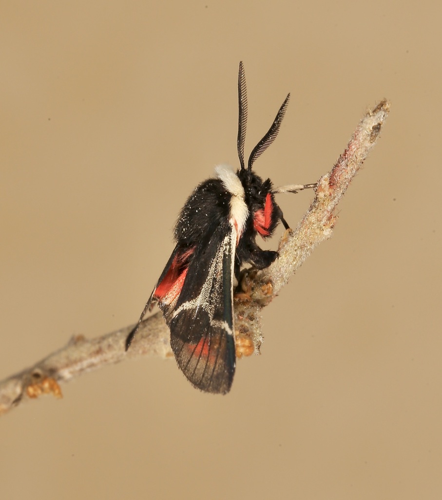 Kodiosoma fulvum
