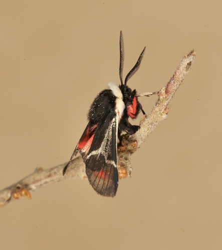 Kodiosoma fulvum