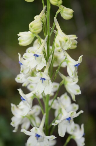 Image of Delphinium leucophaeum by (c) Gabriel Campbell-Martinez, some rights reserved (CC BY)