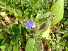 Hygrophila auriculata