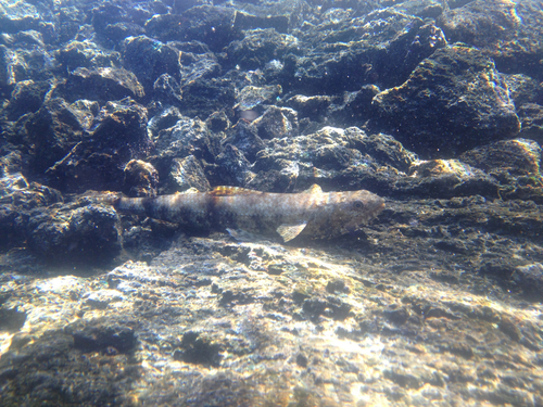 Synodus variegatus