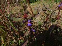 Hygrophila auriculata