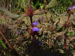 Hygrophila auriculata