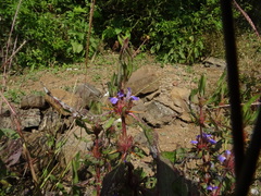 Hygrophila auriculata
