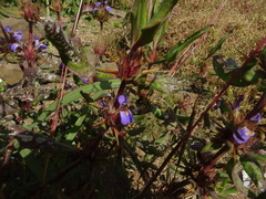 Hygrophila auriculata