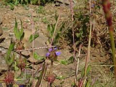 Hygrophila auriculata