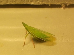 Rhynchomitra