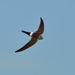 Pacific Swift - Photo (c) Константин Самодуров, some rights reserved (CC BY-NC), uploaded by Константин Самодуров