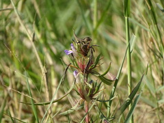 Hygrophila auriculata