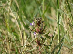 Hygrophila auriculata