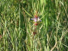 Hygrophila auriculata