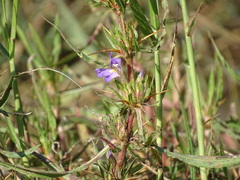 Hygrophila auriculata