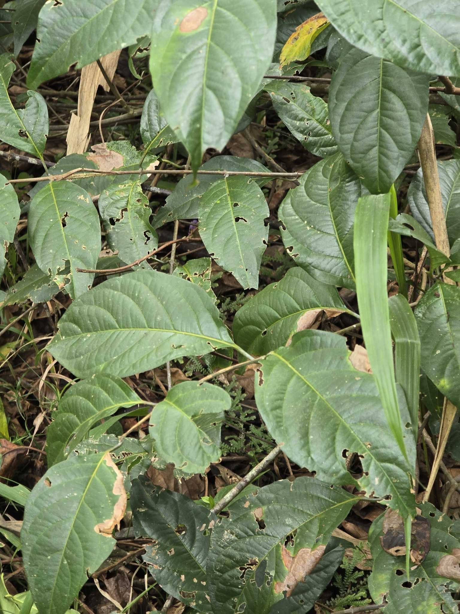 Ayahuasca (Banisteriopsis caapi)