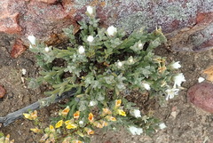 Trichodiadema attonsum