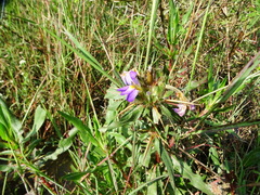 Hygrophila auriculata