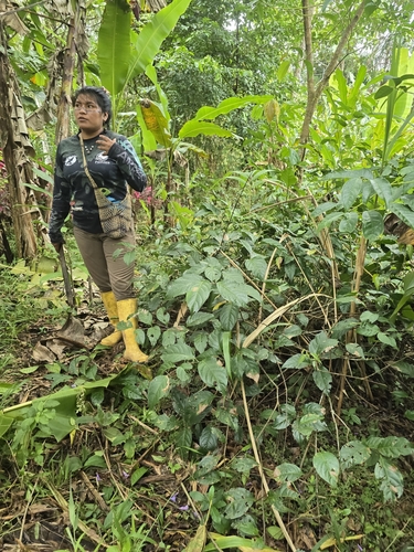 Banisteriopsis caapi, photograph 5