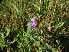Hygrophila auriculata