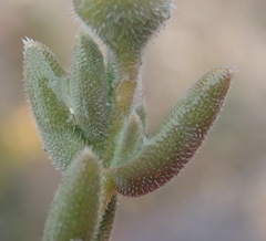Trichodiadema attonsum