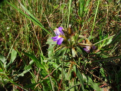 Hygrophila auriculata