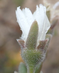 Trichodiadema attonsum