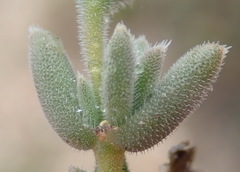 Trichodiadema attonsum