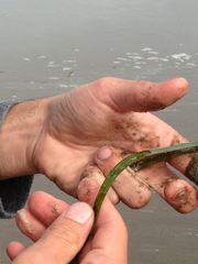 Zostera