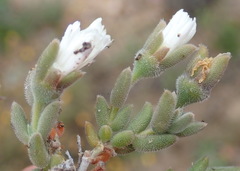 Trichodiadema attonsum