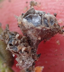 Trichodiadema attonsum