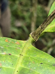 Tabernaemontana sananho, photograph (c) Alan Rockefeller, some rights reserved (CC BY)