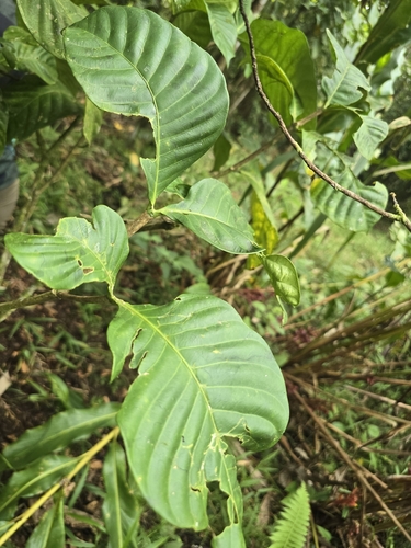 Tabernaemontana sananho, photograph 4