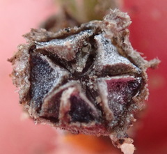 Trichodiadema attonsum