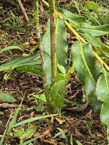 Tabernaemontana sananho, photograph 5