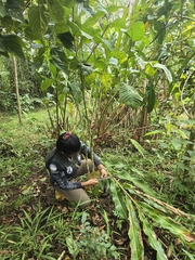 Tabernaemontana sananho, photograph (c) Alan Rockefeller, some rights reserved (CC BY)