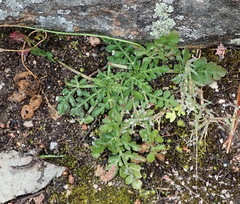 Lichtensteinia interrupta
