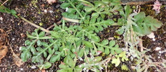 Lichtensteinia interrupta