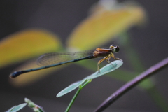 Ischnura senegalensis