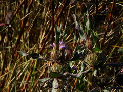 Hygrophila auriculata