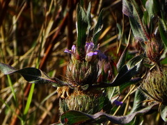 Hygrophila auriculata