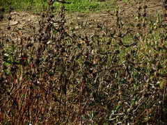 Hygrophila auriculata