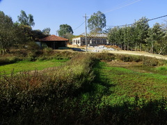 Hygrophila auriculata